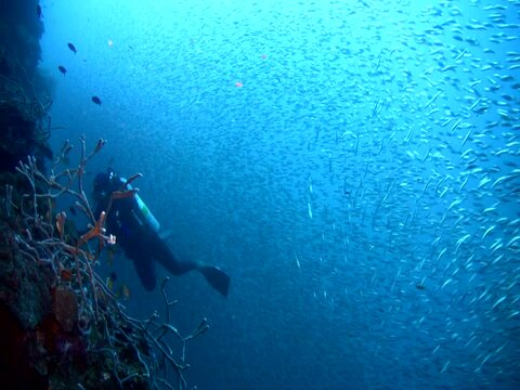 Gigantic school of sardines or silverside (Atherinidae) with divers