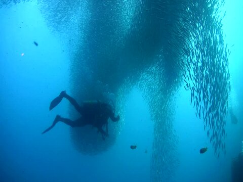 Gigantic school of sardines or silverside (Atherinidae) with divers