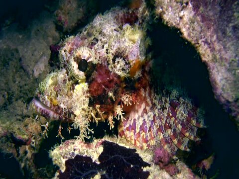 Scorpionfish on top of coral
