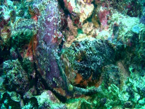 Scorpionfishes bitting each other, mating