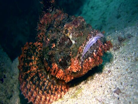 Scorpionfish moving slowly