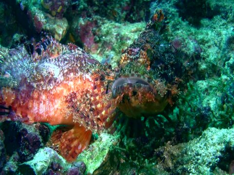 Scorpionfishes bitting each other, mating