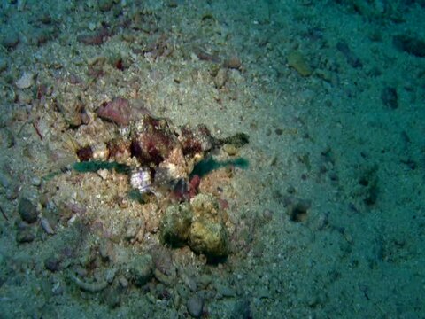 Common sea moth (Eurypegasus draconis) crawling on the sand