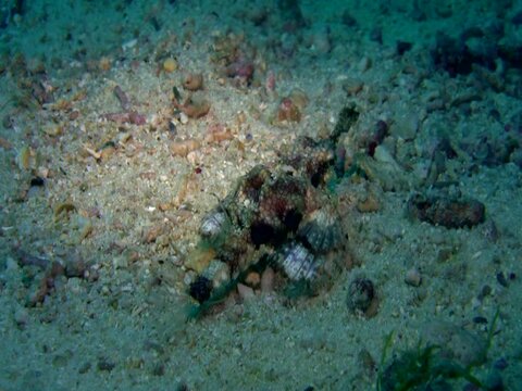 Common sea moth (Eurypegasus draconis) crawling on the sand