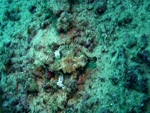 Common sea moth (Eurypegasus draconis) crawling on the sand