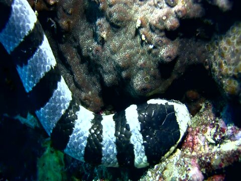 Banded sea krait (Laticauda colubrina) close up