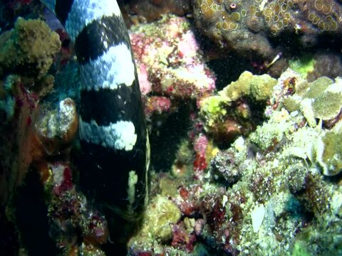 Banded sea krait (Laticauda colubrina) close up