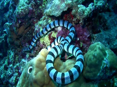 Banded sea krait (Laticauda colubrina)