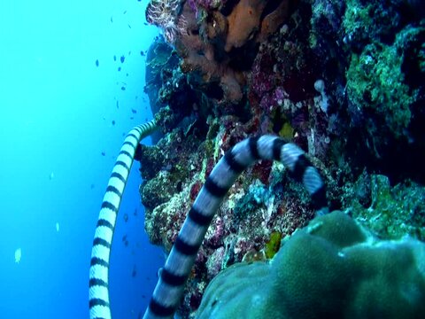 Banded sea krait (Laticauda colubrina) swimming