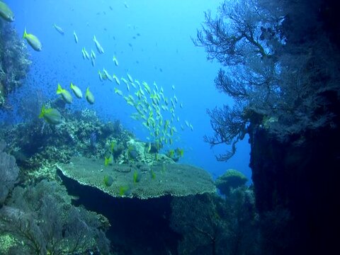 Nice underwater landscape, Tioman Island, Malaysia