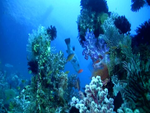 Colorful soft corals with pufferfish