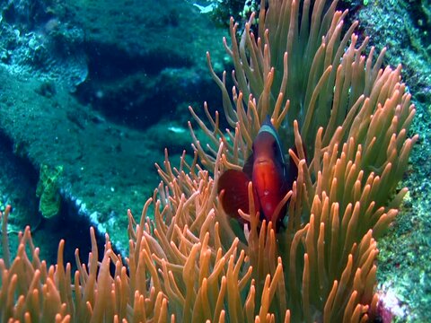 Spinecheek anemonefish (Premnas biaculeatus)