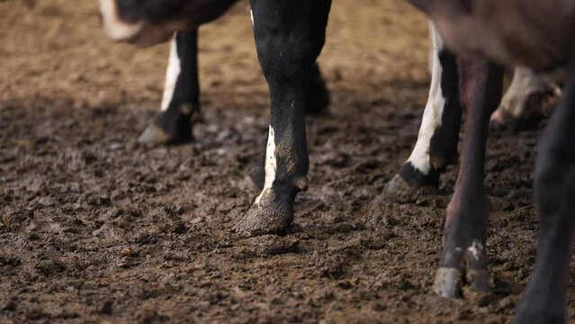 Cow hoofs legs standing in muddy ground, close up