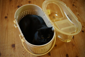 A black cat in a pet carrier bag