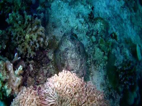 Reef stonefish (Synanceia verrucosa) walking