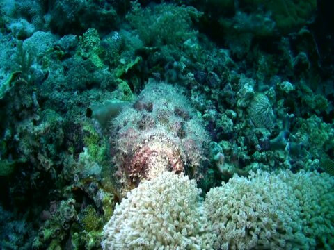 Reef stonefish (Synanceia verrucosa) walking