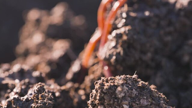 Red wiggler worms moving on dirt ground soil, vermiculture farming, close up