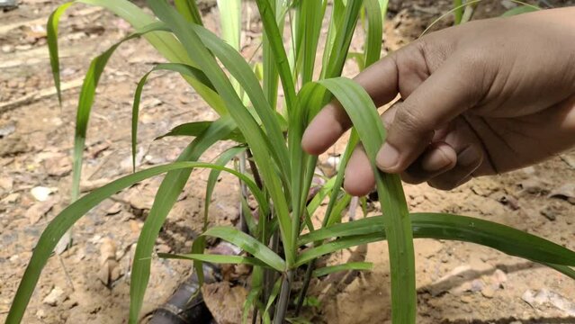 Farmer hand touching, holding and inspecting small young organic sugarcane plant sapling green leaf for checking pest damage. Sugar cane growing on outdoor farm field ground soil. Closeup side view.