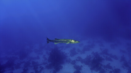 Underwater photo of Barracuda fish in the sea