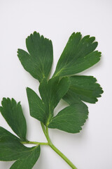 Obraz premium 방풍나물