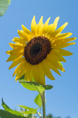 selective focus, A single isolated sunflower against a bright blue sky