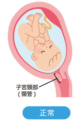 子宮の中の赤ちゃん　妊娠中の母体の仕組み　出産