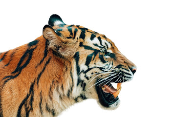 Sumatran Tiger, Panthera tigris sumatrae isolated on white