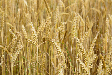 Fototapeta premium beautiful brown barley meadow on a sunny summer day