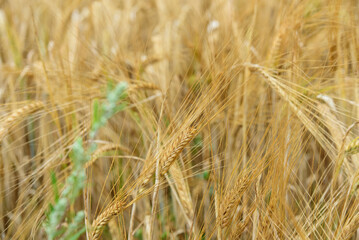 beautiful brown wheat meadow on a sunny summer day