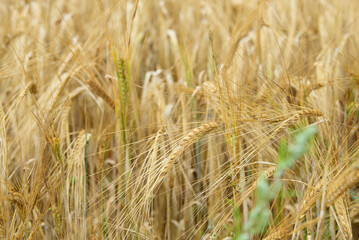 beautiful brown wheat meadow on a sunny summer day