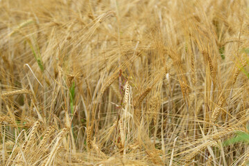 beautiful brown wheat meadow on a sunny summer day