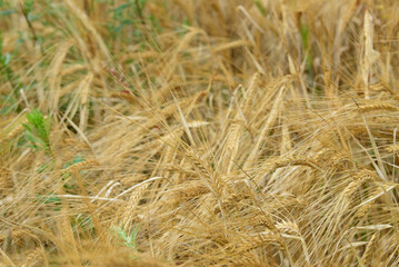beautiful brown wheat meadow on a sunny summer day