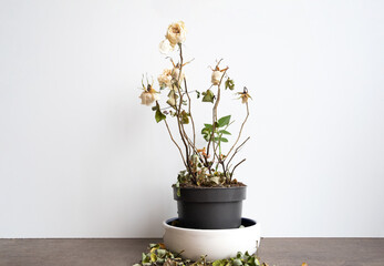 Dry old dead rose flower, decorative withered homeplant in a flower pot, indoor flower close-up front view