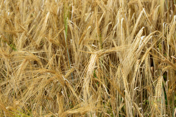 beautiful brown wheat meadow on a sunny summer day