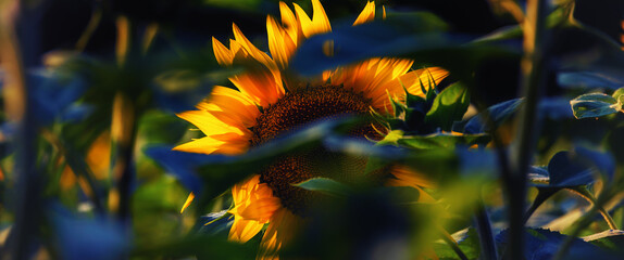 SUNFLOWER - Beautifully flowering plants in the field