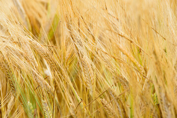 beautiful brown wheat meadow on a sunny summer day