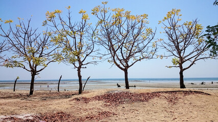 Fototapeta na wymiar beach and trees