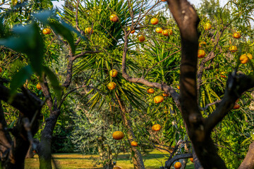 drzewo pomarańczowe rosnące w tropikalnym ogrodzie - obrazy, fototapety, plakaty