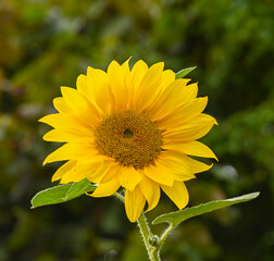 Beautiful close-up of helianthus , Belgium