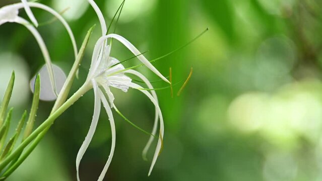 Crinum lily flower blooming in sunlight