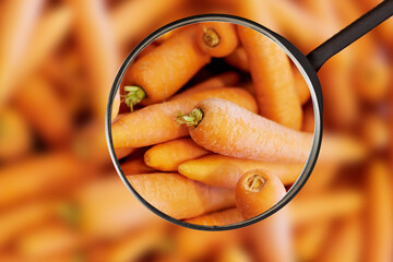 Möhren oder Karotten im Supermarkt unter der Lupe