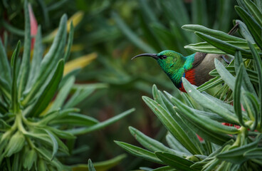 Southern double-collared sunbird or lesser double-collared sunbird (Cinnyris chalybeus) feeding on...
