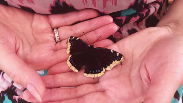 A mourning butterfly on a woman's hand. Spread her wings. Close-up.