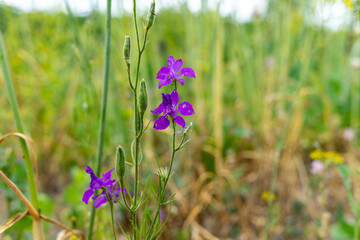 Several purple wildflowers on a green background close-up. Natural background