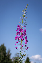 field grass Ivan tea growing in the forest. tea drinking concept, useful herbs, medicinal herbs, field herbs, green tea, herbal tea