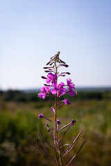 field grass Ivan tea growing in the forest. tea drinking concept, useful herbs, medicinal herbs, field herbs, green tea, herbal tea