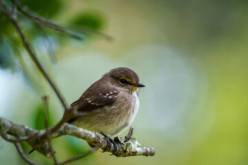 African dusky flycatcher (Muscicapa adusta) perchased on a tree branch. Cape Town, Western Cape. South Africa
