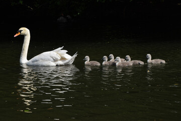 Newly born mute swan cygnets go for a swim in a park lake with their parent.