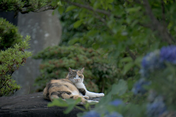 庭でくつろぐ猫