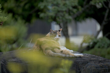 庭でくつろぐ猫
